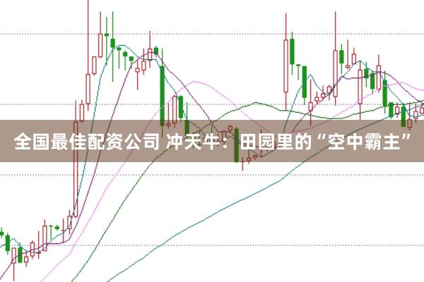 全国最佳配资公司 冲天牛：田园里的“空中霸主”